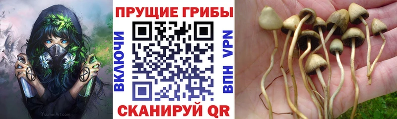 Галлюциногенные грибы Psilocybine cubensis  цены наркотик  Хилок 